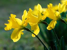 daffodils