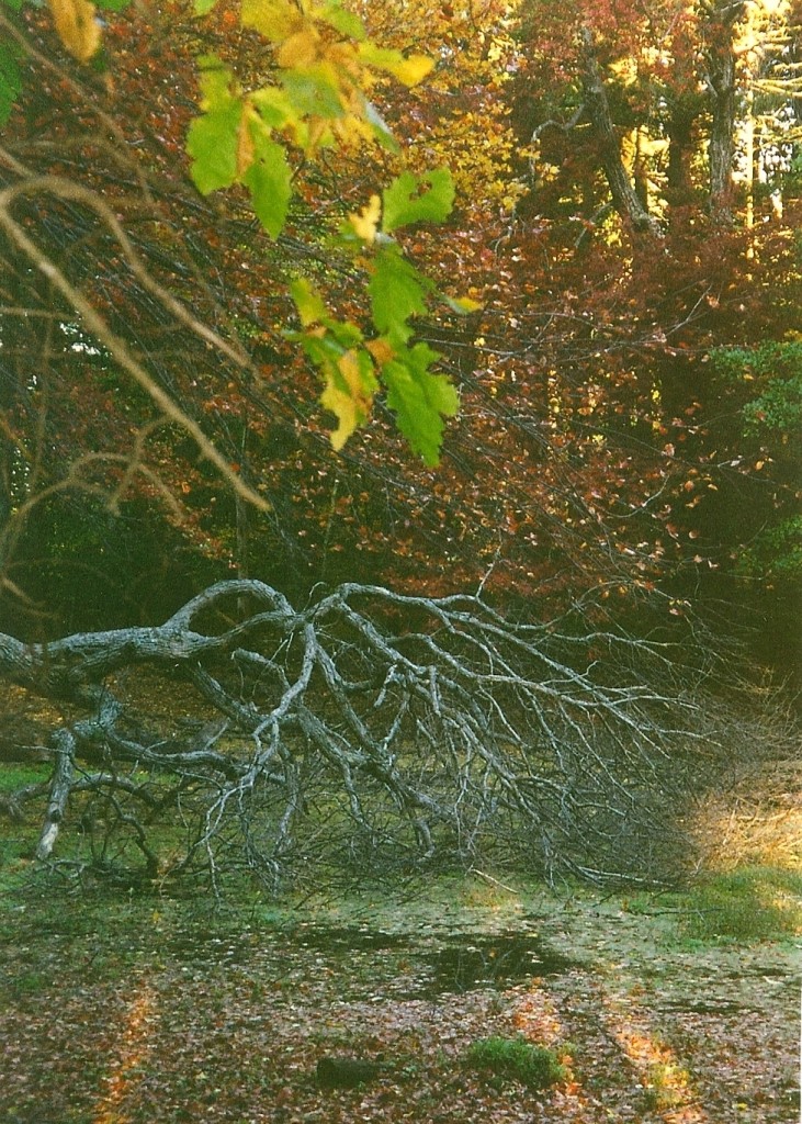woods