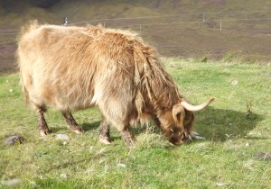 SB Heeland Coo
